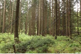 background forest 0013